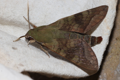 Nephele comma