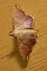 Endotricha erythralis