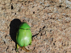 Chrysina psittacina