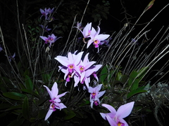 Laelia anceps
