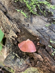Auricularia fuscosuccinea