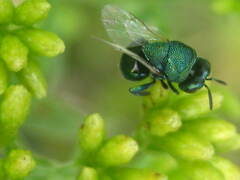 Perilampidae