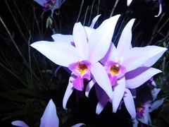 Laelia anceps