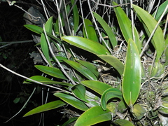 Laelia anceps