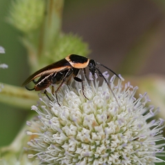 Pseudomops neglectus