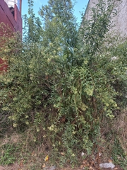 Baccharis punctulata