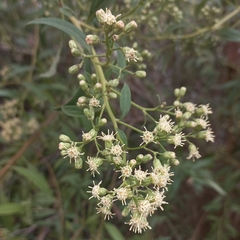 Baccharis punctulata