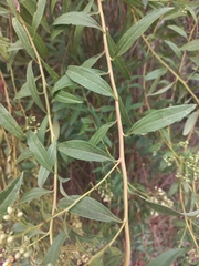 Baccharis punctulata