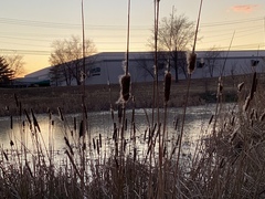 Typha latifolia
