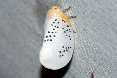 Poekilloptera phalaenoides
