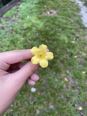 Gelsemium sempervirens