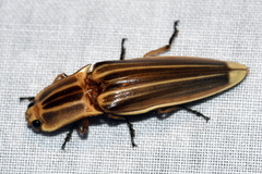 Semiotus ligneus image