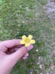 Gelsemium sempervirens