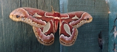 Rothschildia jacobaeae