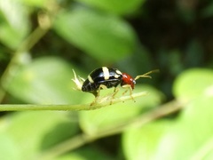 Gynandrobrotica ventricosa