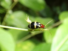 Gynandrobrotica ventricosa