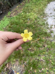 Gelsemium sempervirens