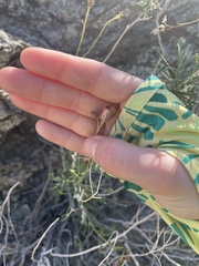 Pleurocoronis pluriseta