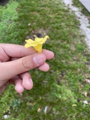 Gelsemium sempervirens