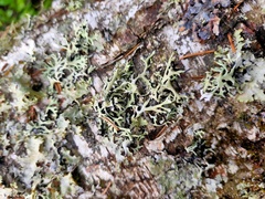 Hypogymnia