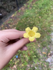 Gelsemium sempervirens