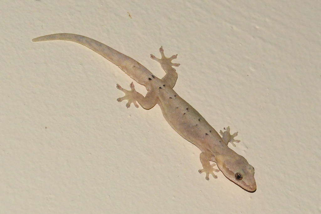 Mourning Gecko from Darién Province, Panama on January 29, 2023 at 06: ...