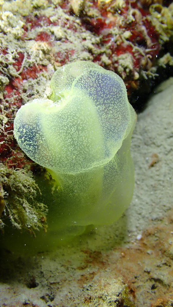 Green Tube Tunicate