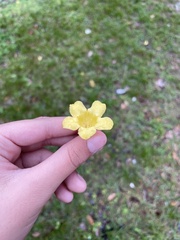 Gelsemium sempervirens