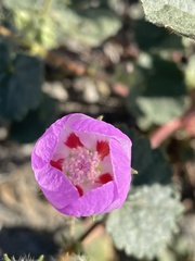 Eremalche rotundifolia