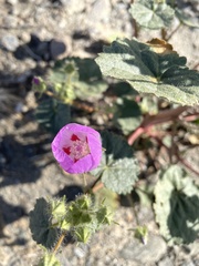 Eremalche rotundifolia