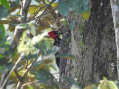 Campephilus melanoleucos