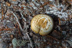 Neolentinus lepideus