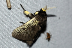 Megalopyginae
