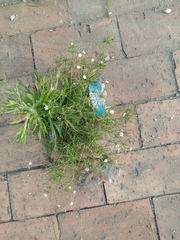Spergula