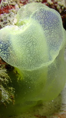 Ascidia sydneiensis