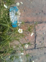 Spergula