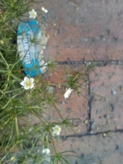 Spergula