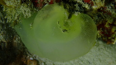 Ascidia sydneiensis