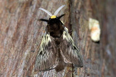 Megalopyginae
