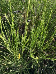 Cytisus