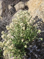 Pseudognaphalium biolettii