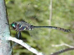 Somatochlora tenebrosa