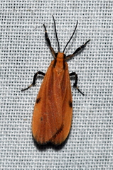 Lycomorphodes