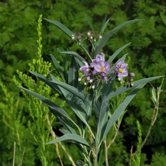 Solanum glaucophyllum