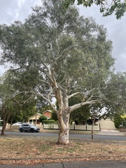 Eucalyptus mannifera mannifera