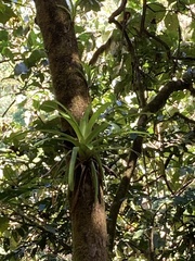 Guzmania