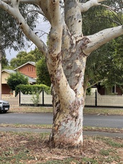 Eucalyptus mannifera mannifera