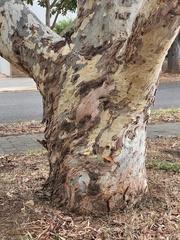 Eucalyptus mannifera mannifera