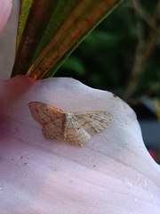 Scopula umbilicata