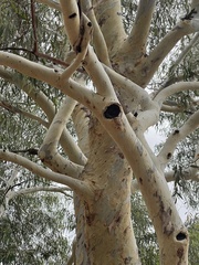 Eucalyptus mannifera mannifera